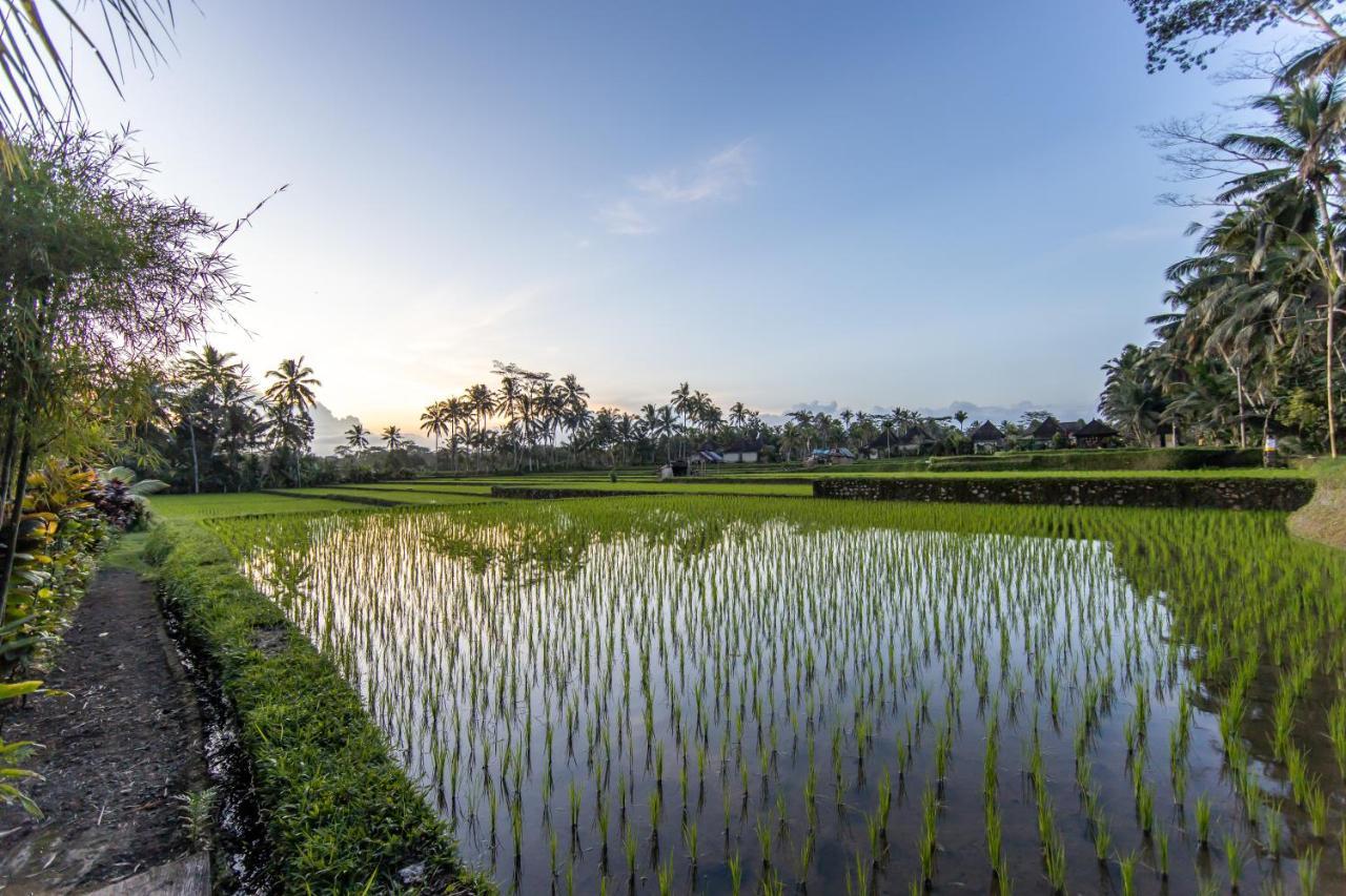 Villa Natha Ubud Exteriör bild